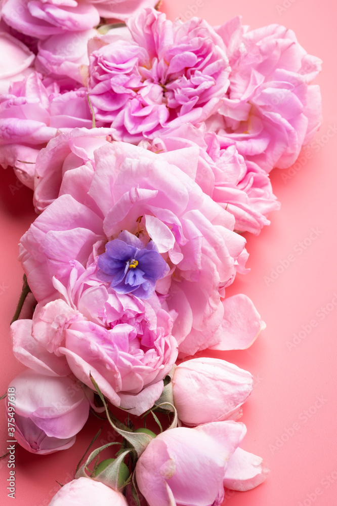 pink fresh fragrance roses around pink background. romantic and beauty concept pink fresh fragrance roses around pink background. romantic and beauty concept