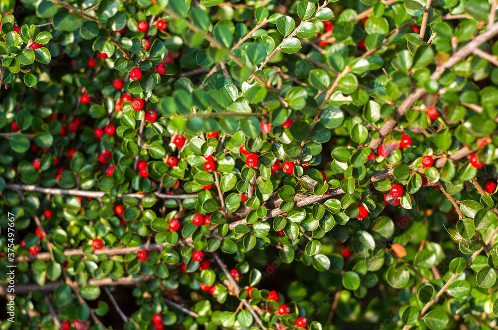 Obraz premium Clusters of red berries of a Cotoneaster horizontalis Decne. illuminated by soft evening sunlight, autumn background