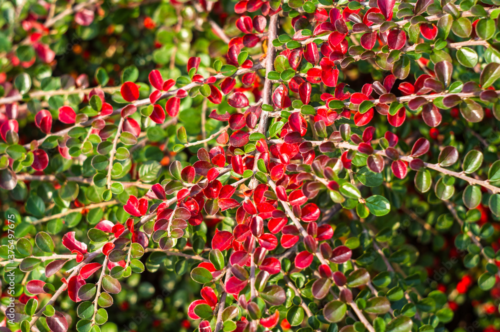 Clusters of red berries of a Cotoneaster horizontalis Decne. illuminated by soft evening sunlight, autumn background