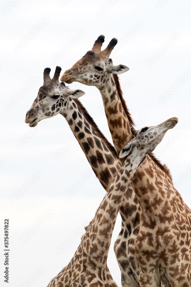 Three Giraffes in a frame, Masai Mara Three Giraffes in a frame, Masai Mara