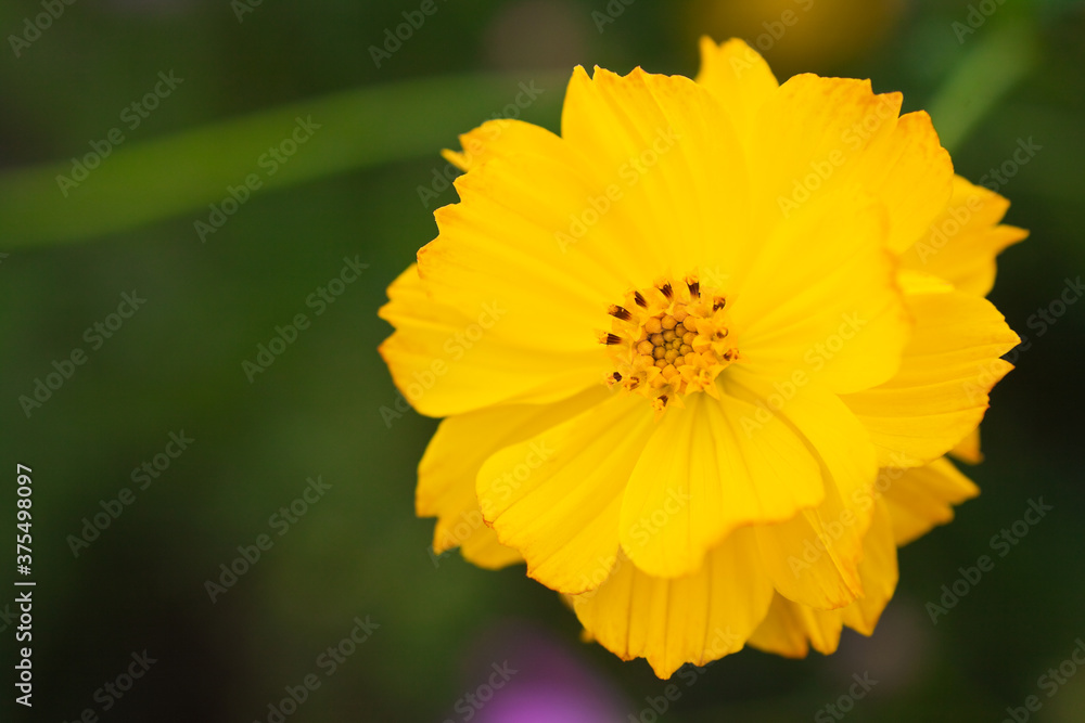 黄色いコスモスの花のクローズアップ 黄色いコスモスの花のクローズアップ
