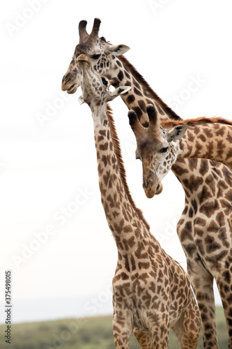 Giraffes showing courtship at Masai Mara