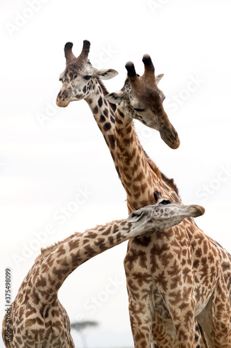 Fototapeta Naklejka Na Ścianę i Meble -  Giraffes showing courtship at Masai Mara