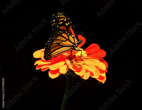 Monarch Butterfly Pollinating Orange Zinnia Flower On Black Background