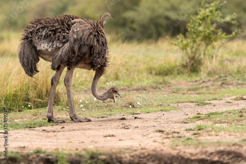 Ostrich feeding in the Masai Mara grassland