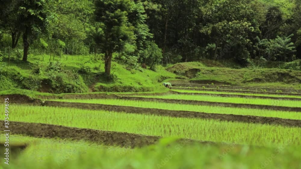 Paddy field landscape with farmers working in background. Static, shallow focus Paddy field landscape with farmers working in background. Static, shallow focus