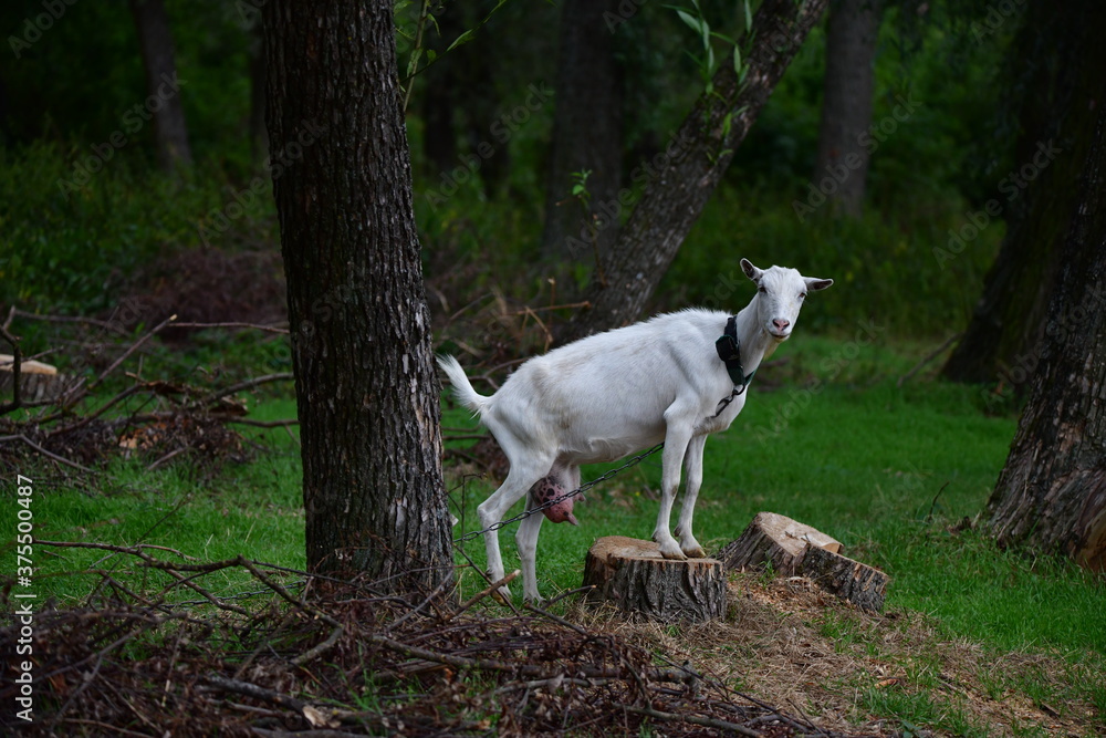 domestic goat on the green grass domestic goat on the green grass