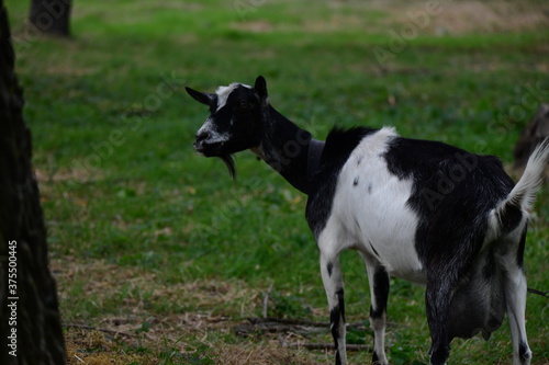 domestic goat on the green grass