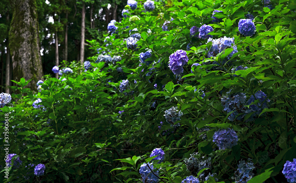 Hydrangeas growing on a steep hillside near a forest Hydrangeas growing on a steep hillside near a forest