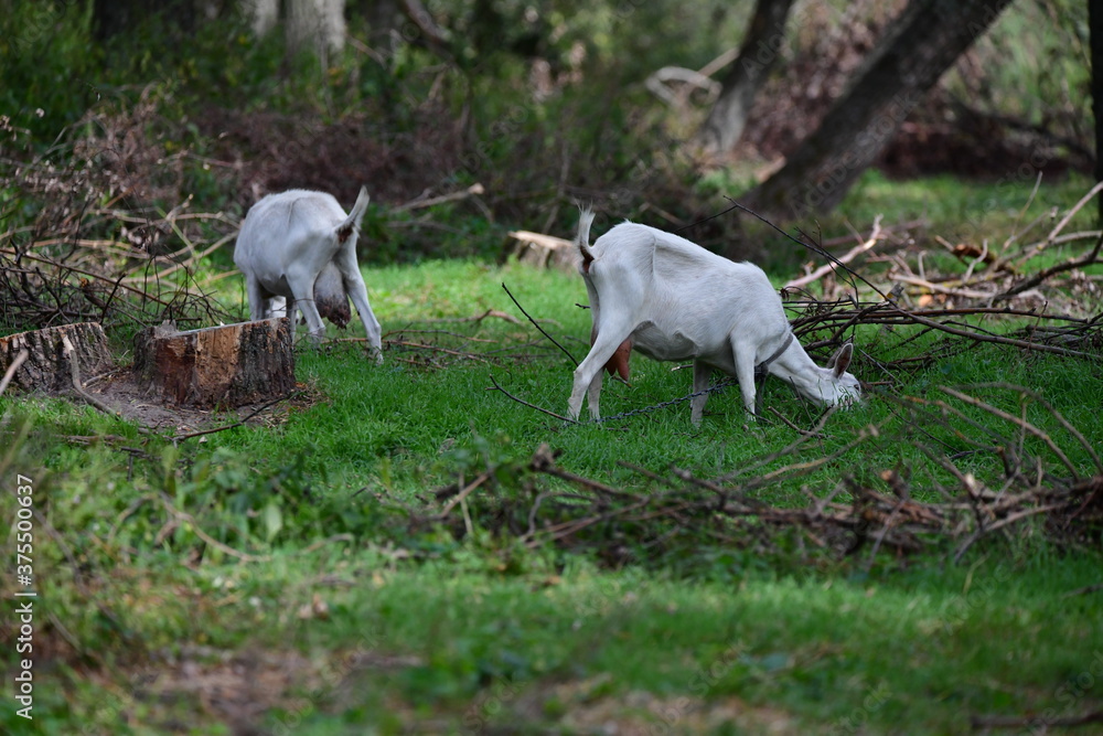 domestic goat on the green grass domestic goat on the green grass