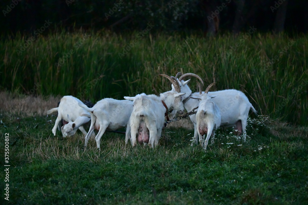 domestic goat on the green grass domestic goat on the green grass