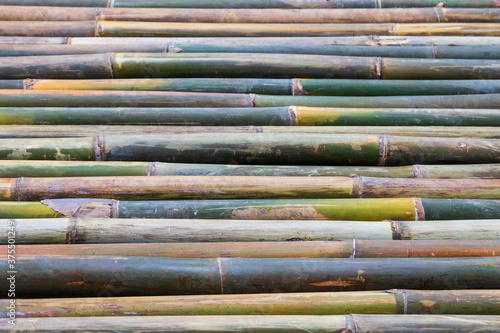 Low view of green and brown bamboo in a row.