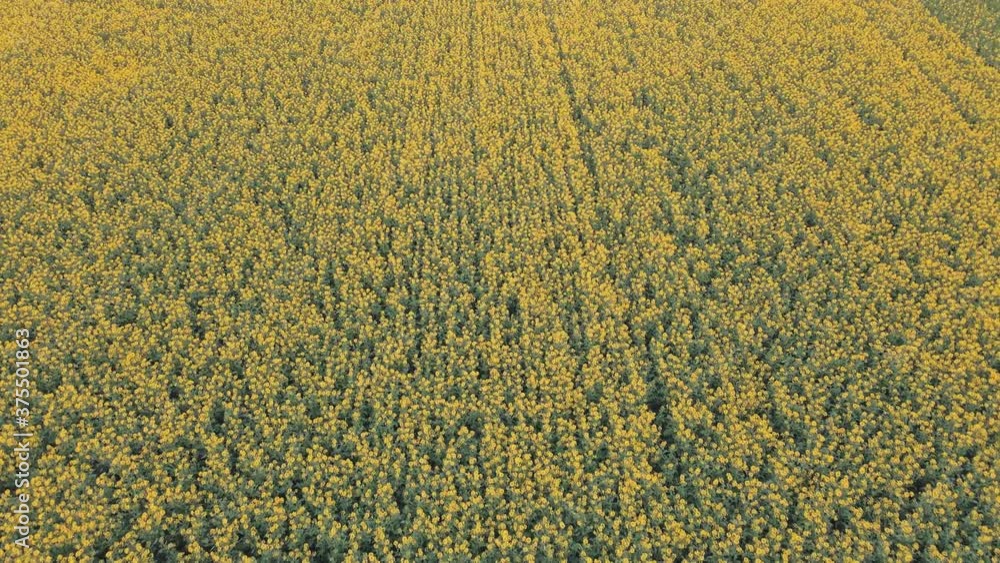 Forward tracking aerial shot of a canola field in bloom. Forward tracking aerial shot of a canola field in bloom.