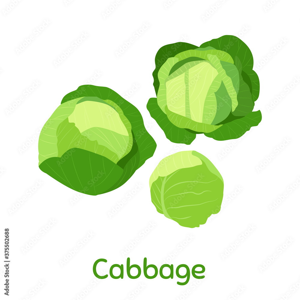 Cabbage. Fresh and healthy food. Cabbage. Fresh and healthy food.
