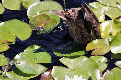 Duck Butt with Water Ripples and Lily Pads