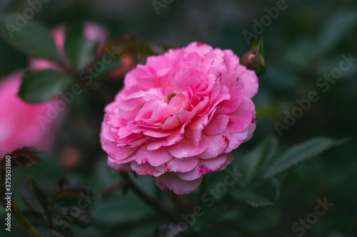 blooming flower in the summer 