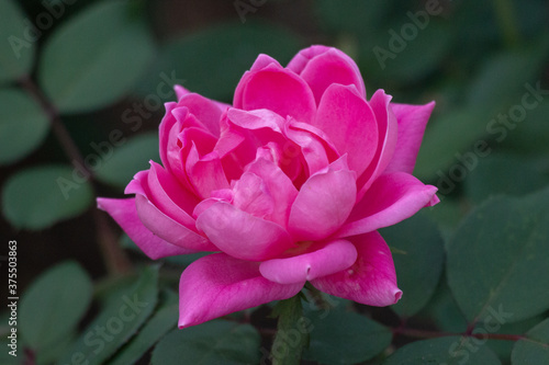 blooming flower in the summer