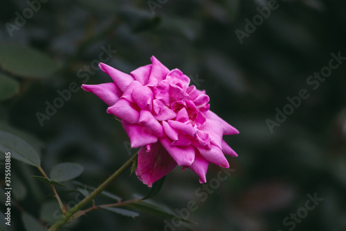 blooming rose  in the summer