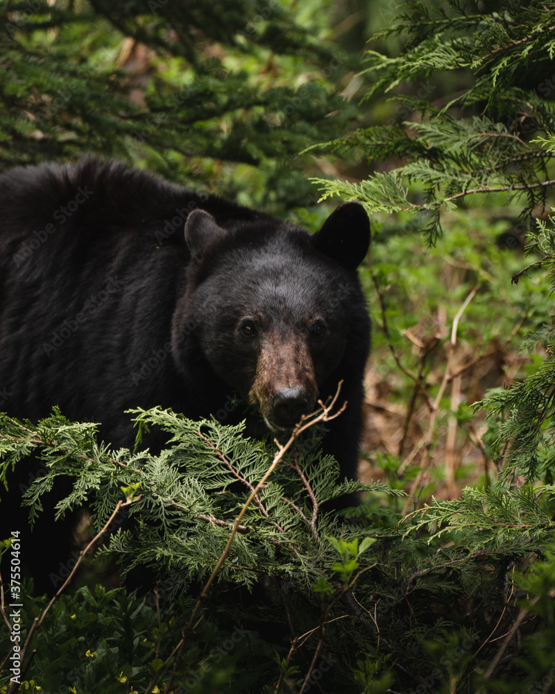 Fototapeta premium Black Bear Glare
