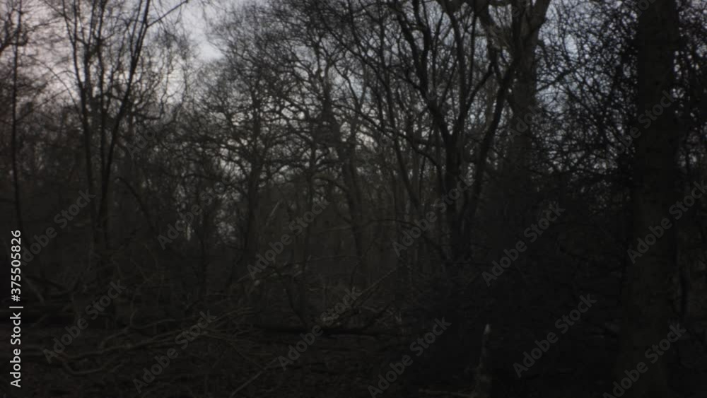horizontal pane view of fall winter forest at sunset leafless lifeless trees branches dry grass on ground with dry leaves fallen leaves on ground in wild in Europe Netherlands horizontal pane view of fall winter forest at sunset leafless lifeless trees branches dry grass on ground with dry leaves fallen leaves on ground in wild in Europe Netherlands