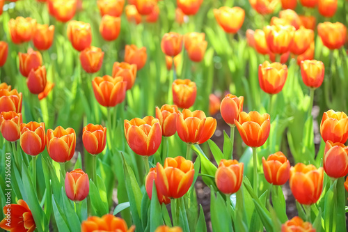 Beautiful blooming orange tulips flower nature background