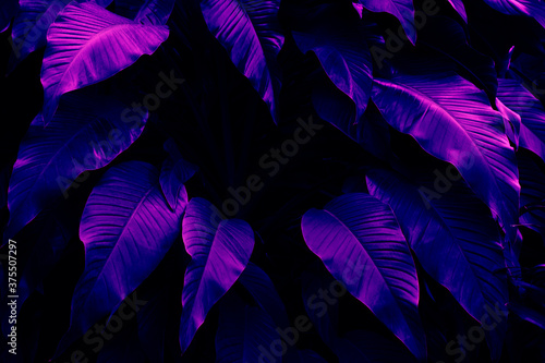 tropical leaves, purple neon night toned, dark nature background