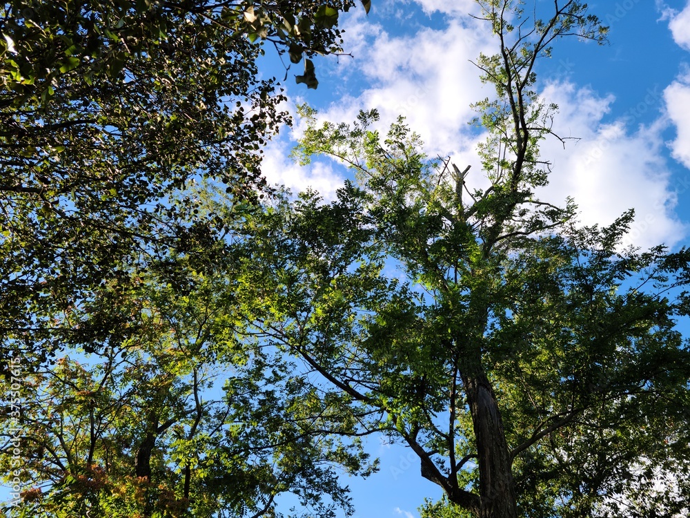 Fototapeta premium Nature, trees and sky, landscape 