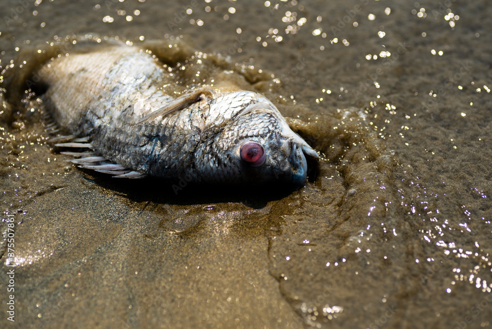 Fototapeta premium A dead fish with red eye washed ashore on a rather muddy and sandy beach