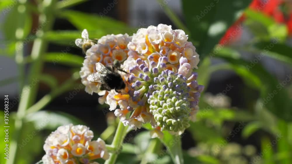 Bumblebee and bee pollinate flowers Bumblebee and bee pollinate flowers