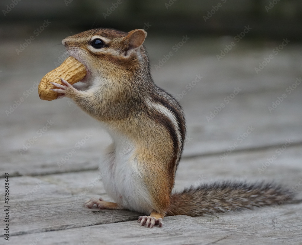 Naklejka premium Close up of a chipmunk standind on back paws while holding a huge peanut in his front paws trying to put the peanut in his mouth