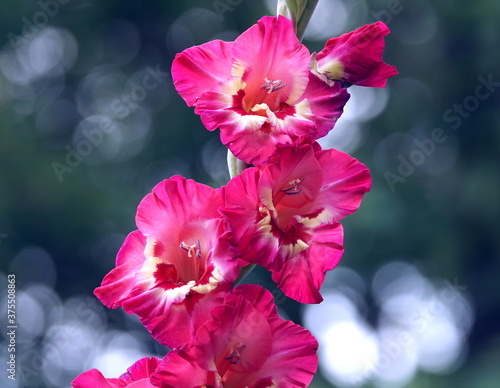 Awewsome close-up of bright pink gladiolus flowers on a beautiful bright green and white bokeh background photo