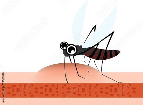 血管から血を吸う蚊のイラスト
