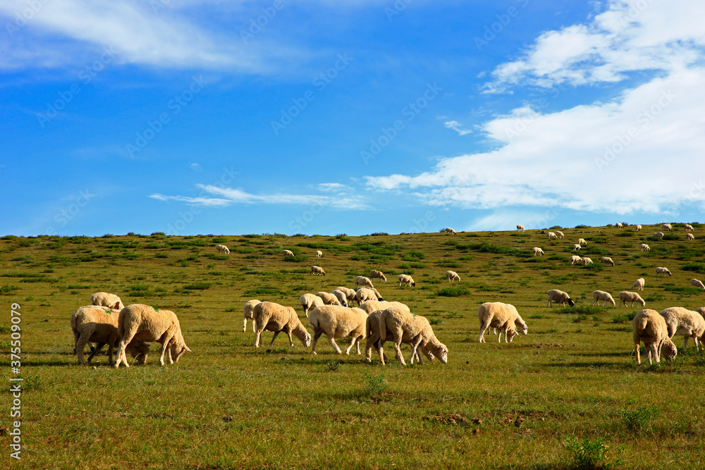 The sheep of the grasslands