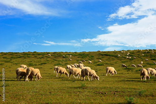 The sheep of the grasslands