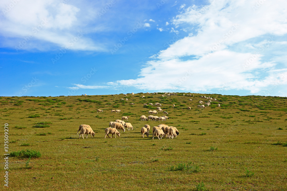The sheep of the grasslands