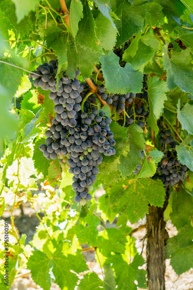 Vine grape in champagne vineyards at montagne de reims