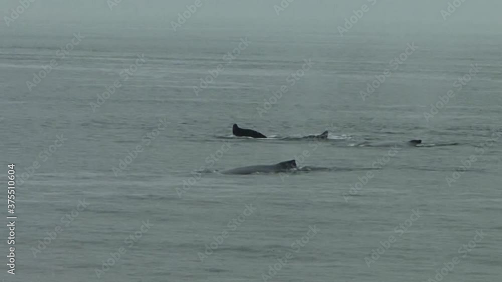 Humpback whales blowing air and they are deep diving, showing their tail fluke in a rainy day in Alaska. Humpback whales blowing air and they are deep diving, showing their tail fluke in a rainy day in Alaska.