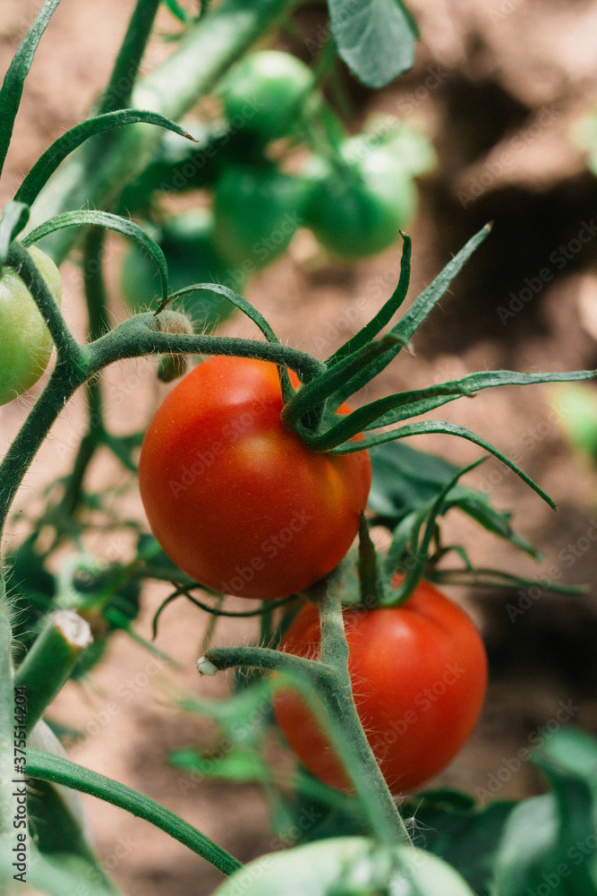 in the greenhouse, green and red tomatoes hang on the bushes. front view. harvest in autumn in the greenhouse, green and red tomatoes hang on the bushes. front view. harvest in autumn
