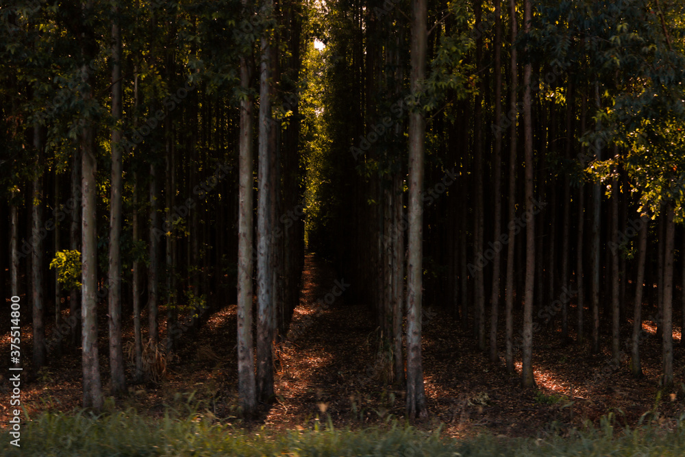 Obraz premium Roadside eucalyptus plantation 