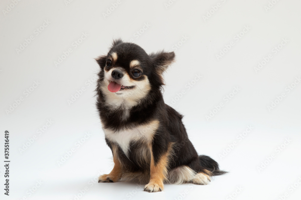 black and tan cream long coated chihuahua isolated over white background
