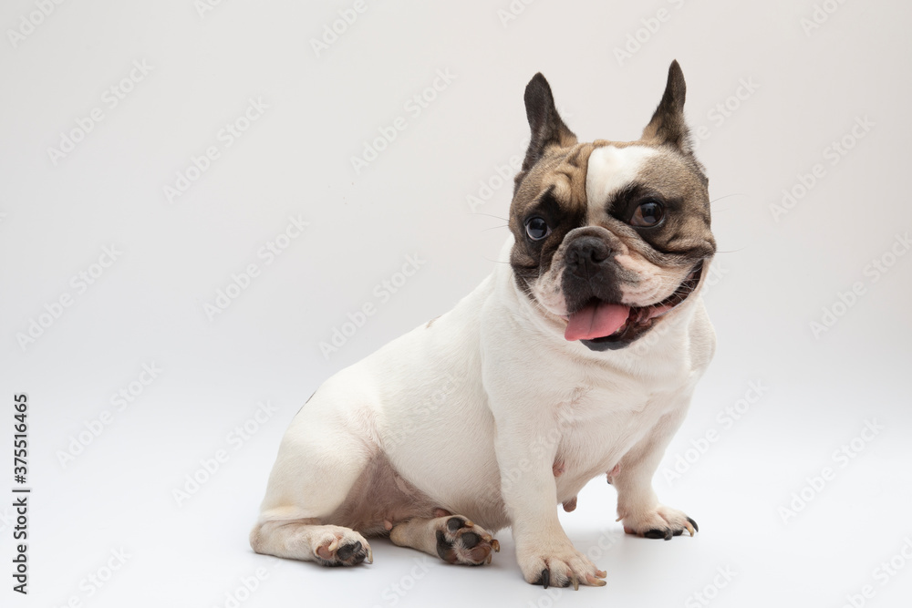 French bulldog in front of a white background