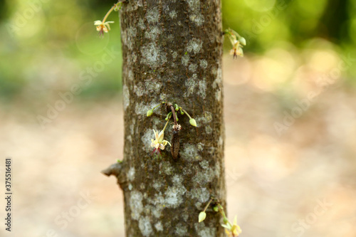 The cacao tree organic cocoa fruit pods in nature of Thailand ,at noise out focus