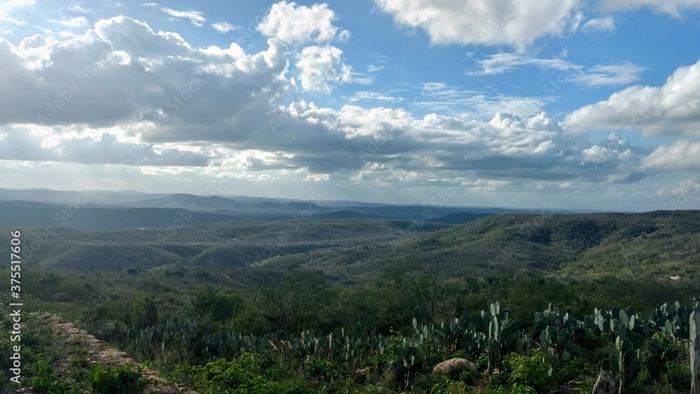 forest in the mountains