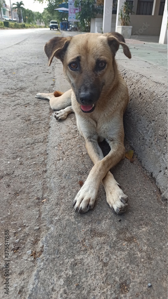 dog on the street dog on the street