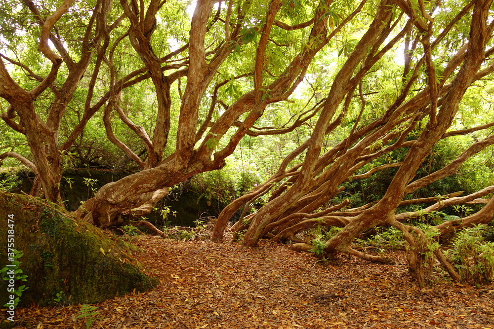Fototapeta premium Idyllisches zwart braunes Baumgeflecht mit hell grünem Blätterkleid. Warme Sonnenstrahlen auf Baumkrone und kühler Schatten unter den Bäumen.