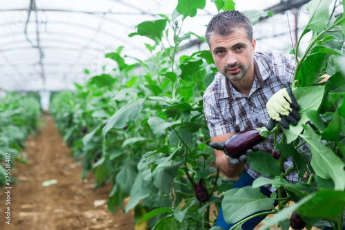 Male farmer collect harvest ripe eggplant in greenhouse