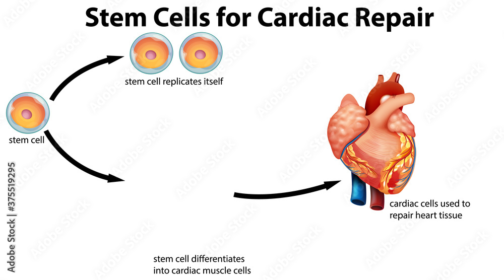 Obraz premium Stem cells for cardiac repair