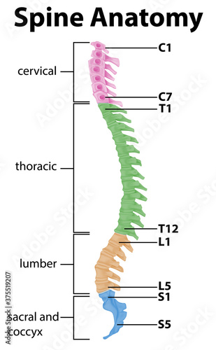 Anatomy of the spine or spinal curves infographic