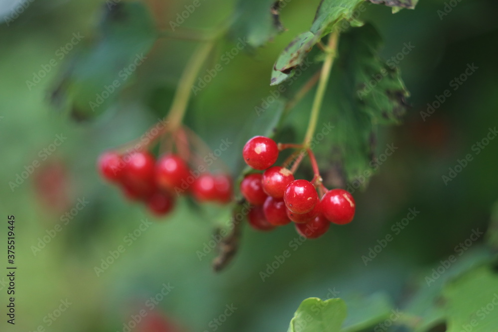 A close up of fruit on a branch A close up of fruit on a branch