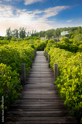 Colorful yellow green leaves all around. Mangrove forest ecotourism Thung Prong Thong, Rayong Province, Thailand